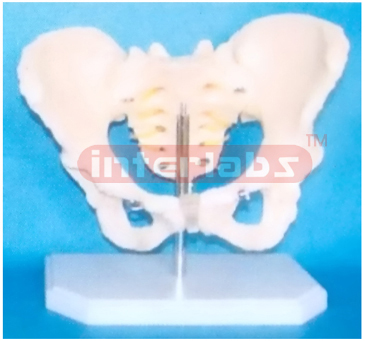 ADULT FEMALE HUMAN PELVIS ON BASE